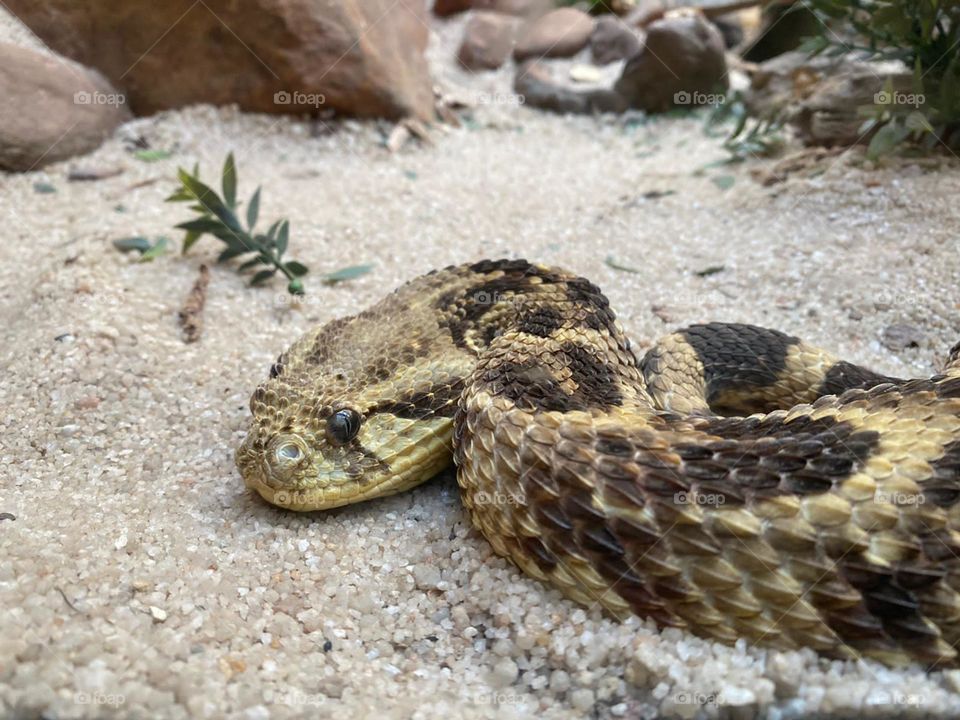 Puffadder curled up