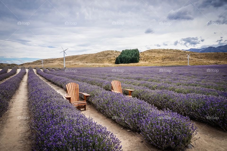 Serene lavender field in the beautiful Mackenzie region of the South Island, New Zealand 