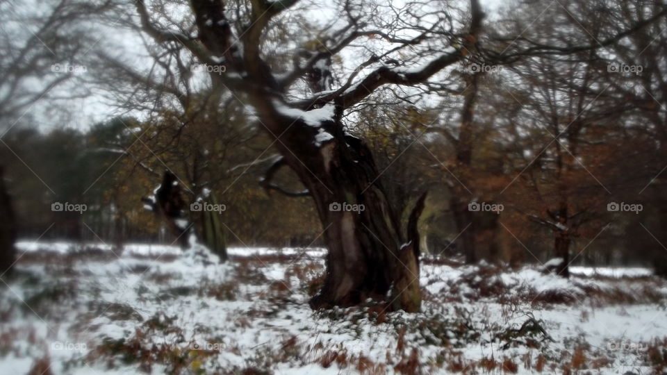 Winter, Snow, Tree, Cold, Wood