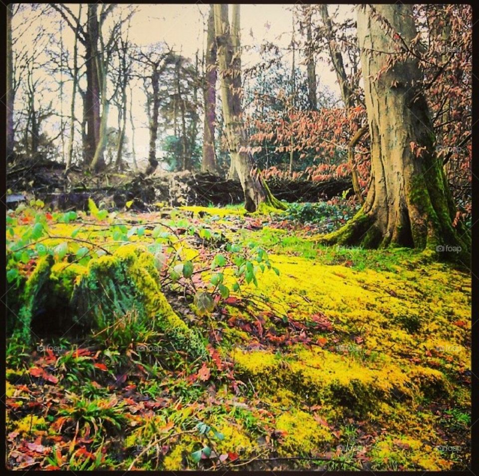 Moss in the Woods