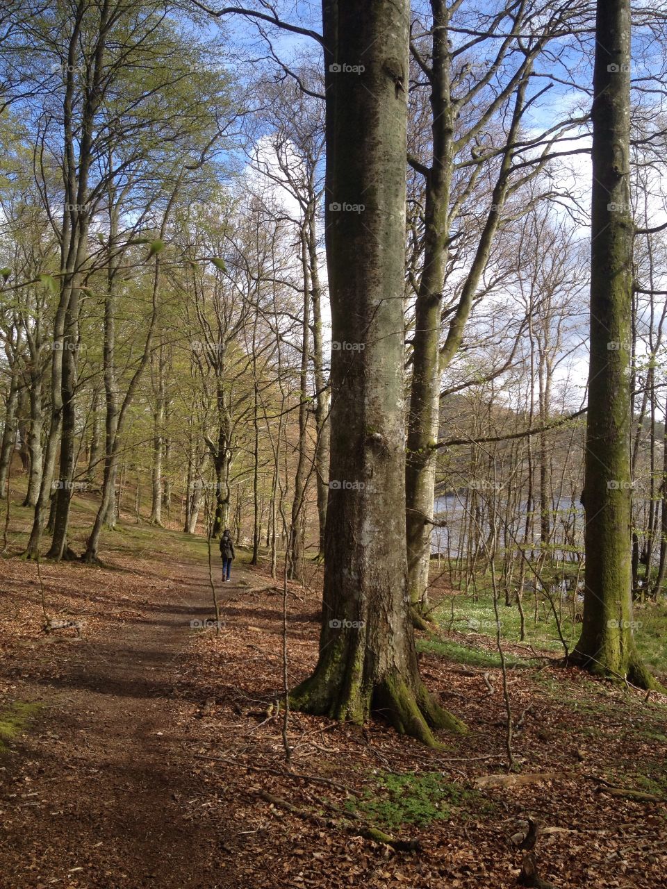 Forest in springtime