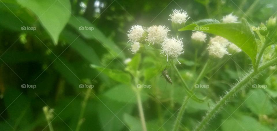 the habit of mosquitoes when they suck human blood and rest or find a beautiful place and then die. further you practice how to mosquito after sucking human blood.