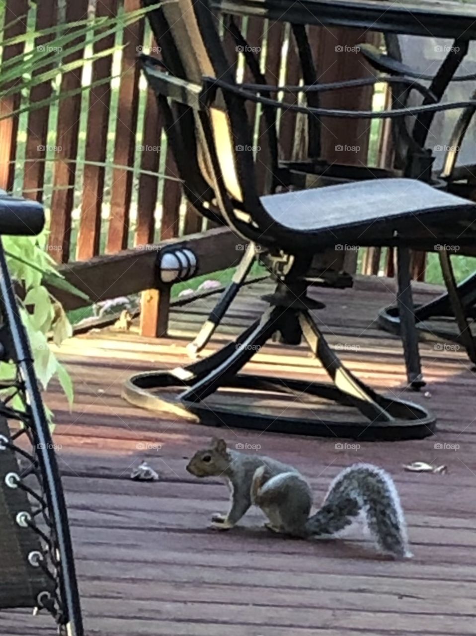 Gray Squirrel sitting on outdoor deck scratching 