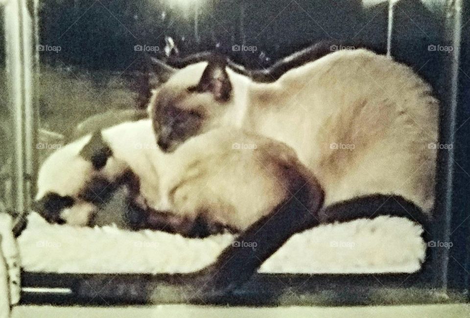 Two Siamese cats sleeping close together. Kitty twins sleeping in window bedding🐾🐈🐈🐾 Togetherness & inseparable Siamese cat twins.