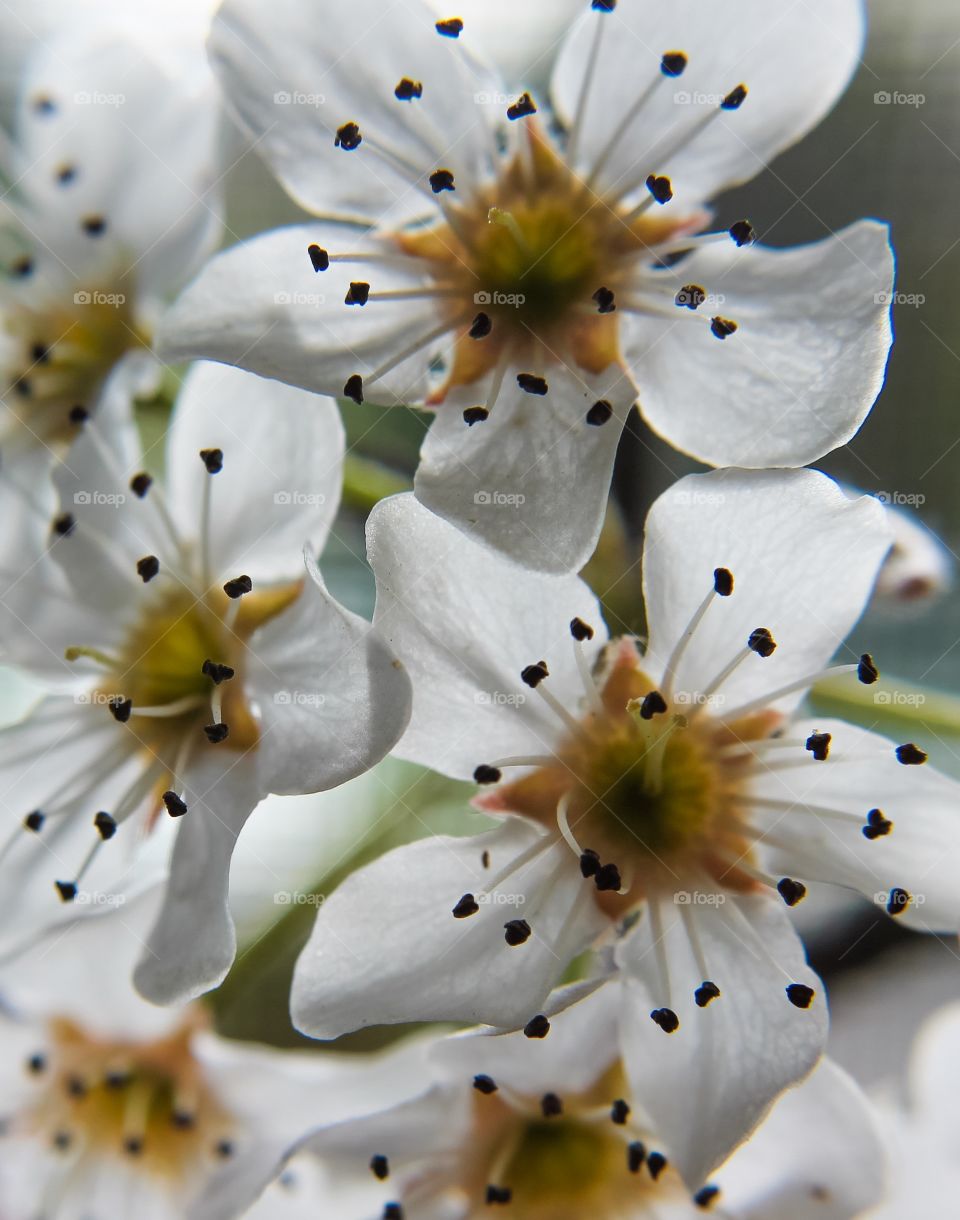 White pear flower