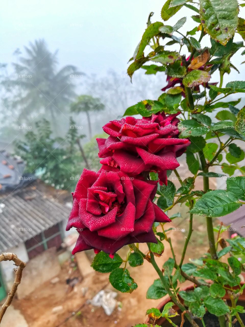 beautiful rose 🌹