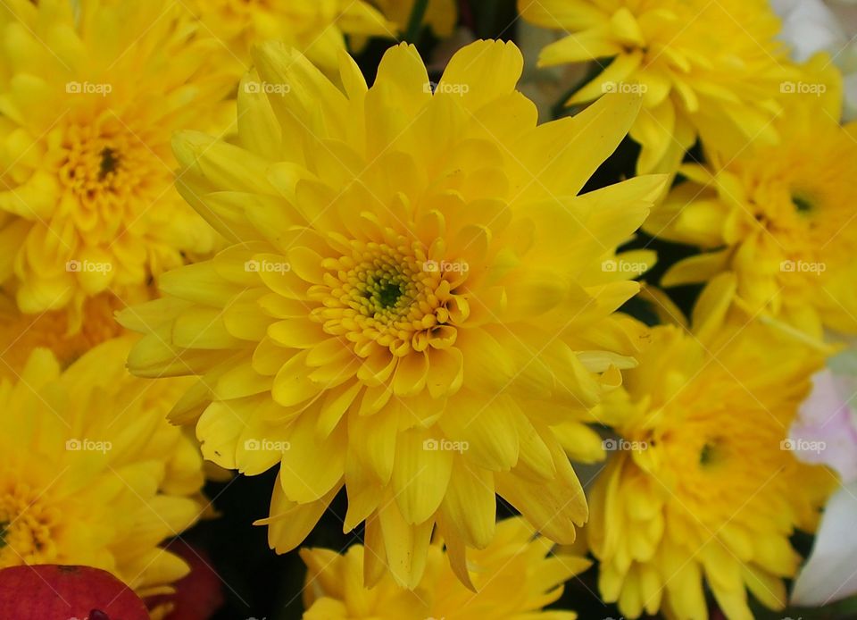 A beautiful yellow chrysanthemum
