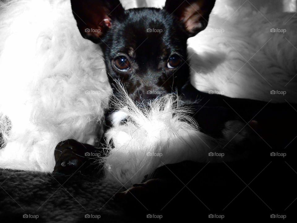 dog