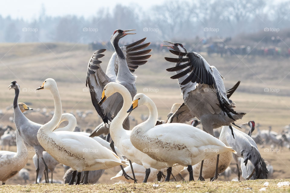 Cranes dancing surrounded by swans at lake Hornborga Sweden, dansande tranor omgivna av sångsvanar , trandansen Hornborgasjön Sverige