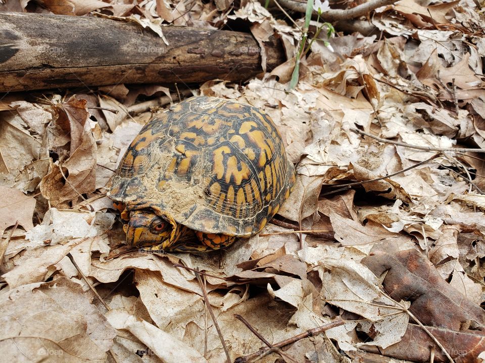 box turtle