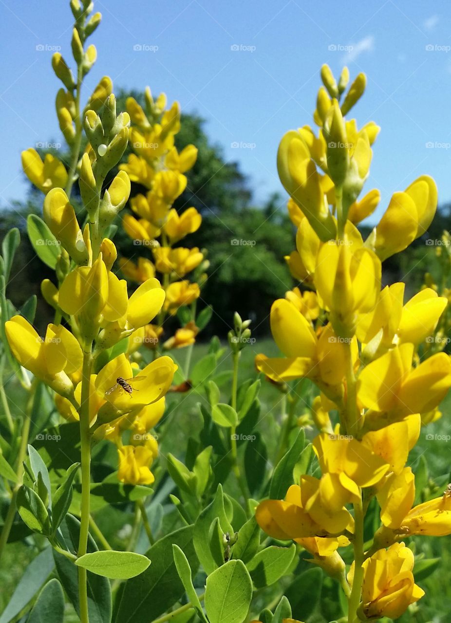 Beautiful yellow wildflowers in a green field under a blue sky and a tickle bee flying to the flower