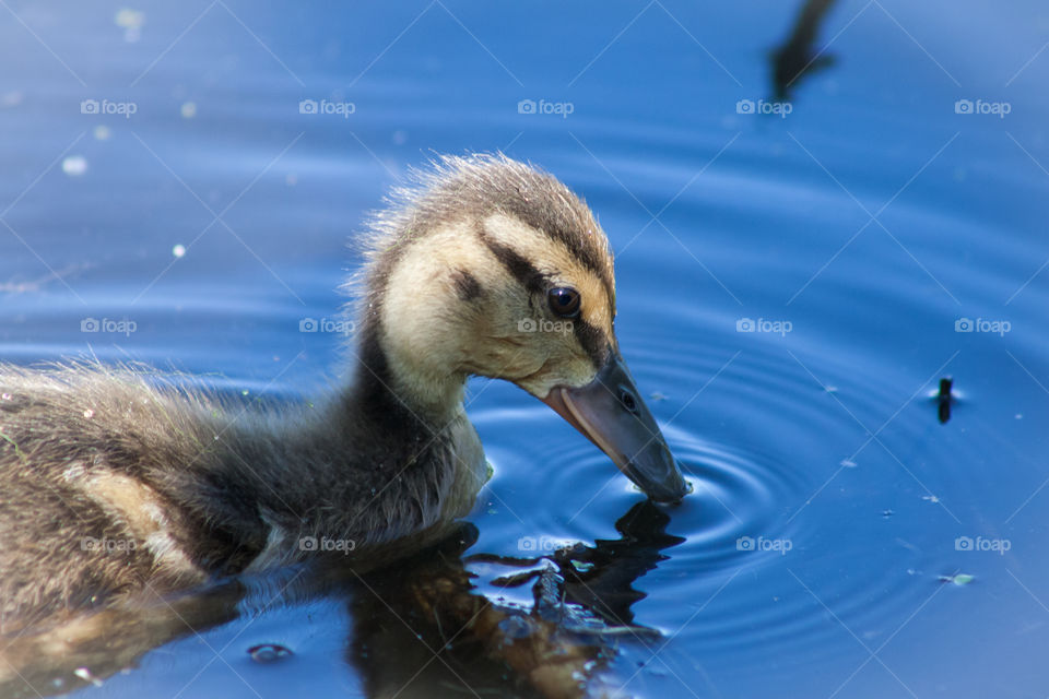 Duckling in river