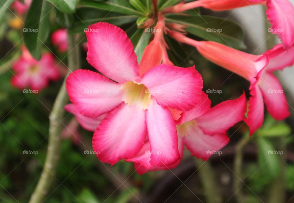 portrait of a flowers