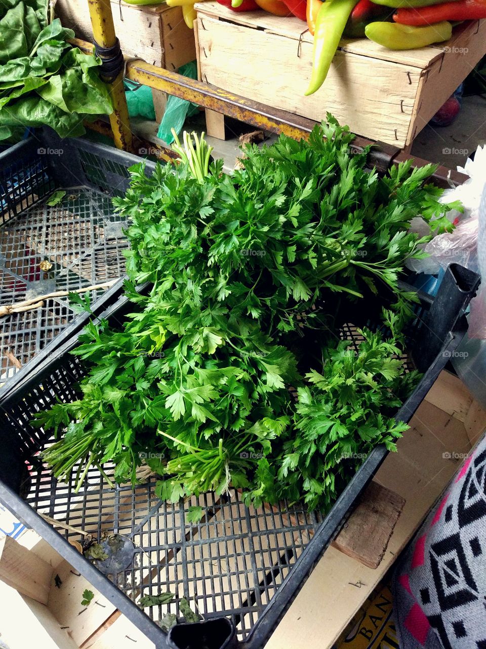 Raw organic parsley in the plastic box