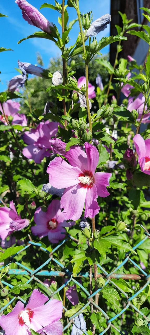 gibiscus behind the fence