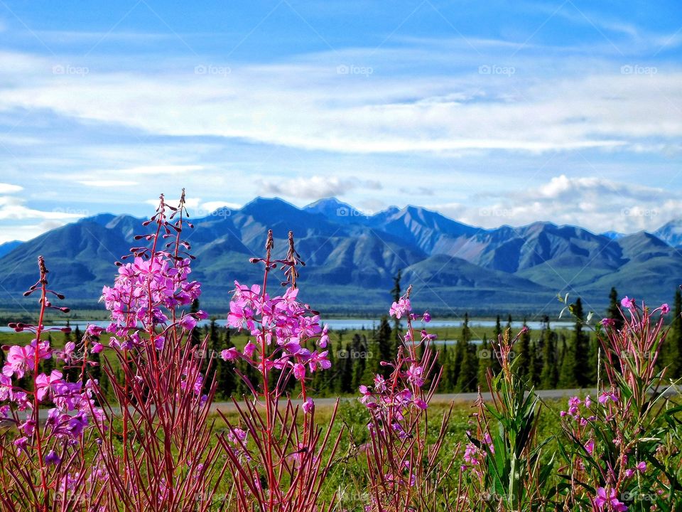 Fireweed blooms in Alaska's Chugach Mountain Range