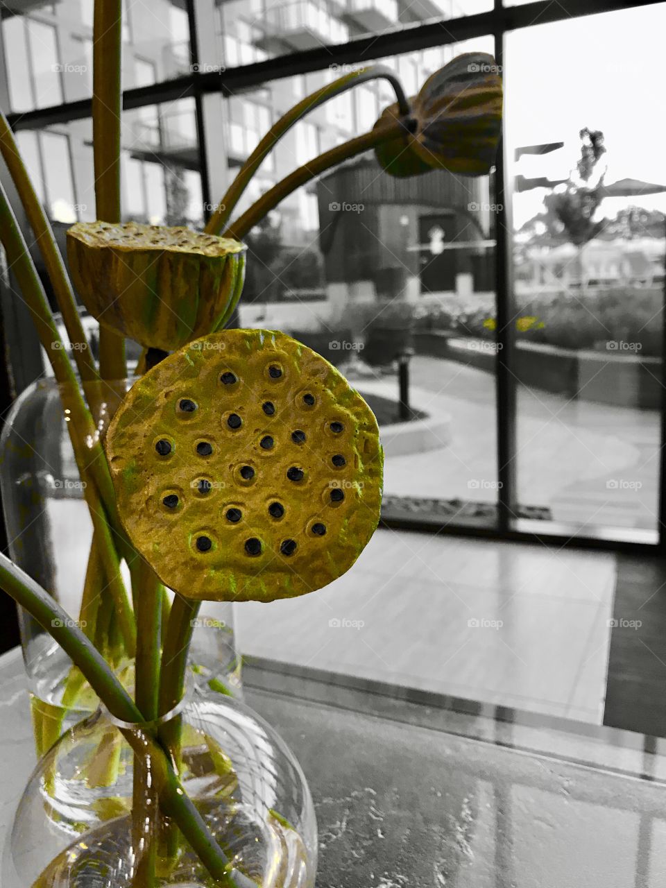 Shade of green lotus