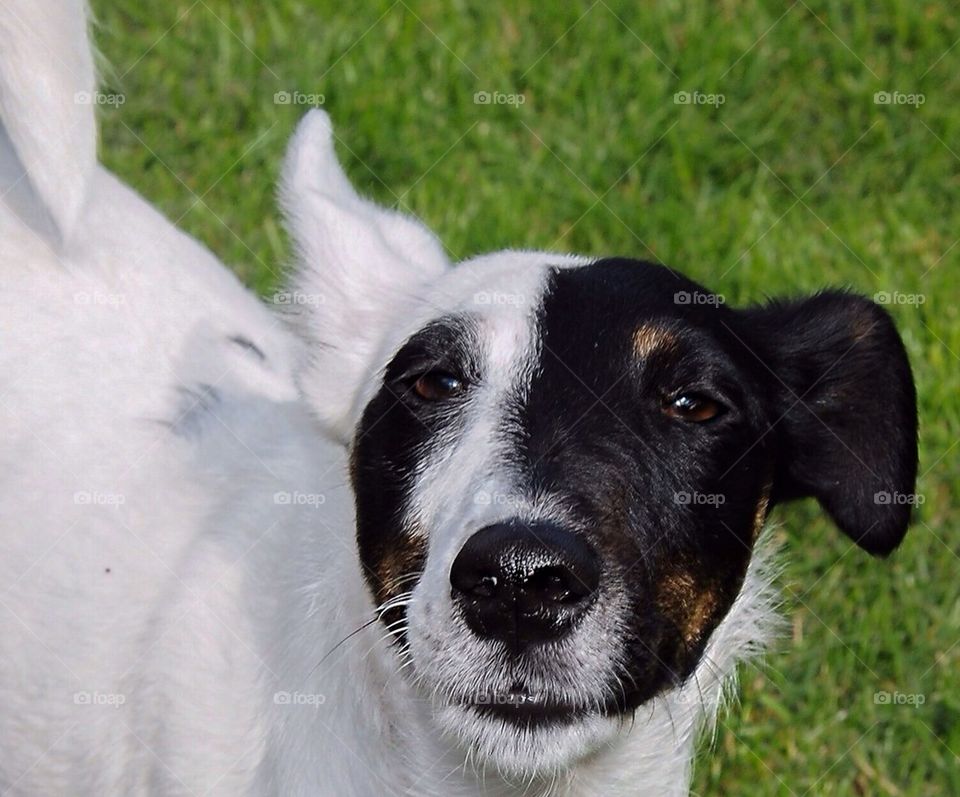 Cute fox terrier