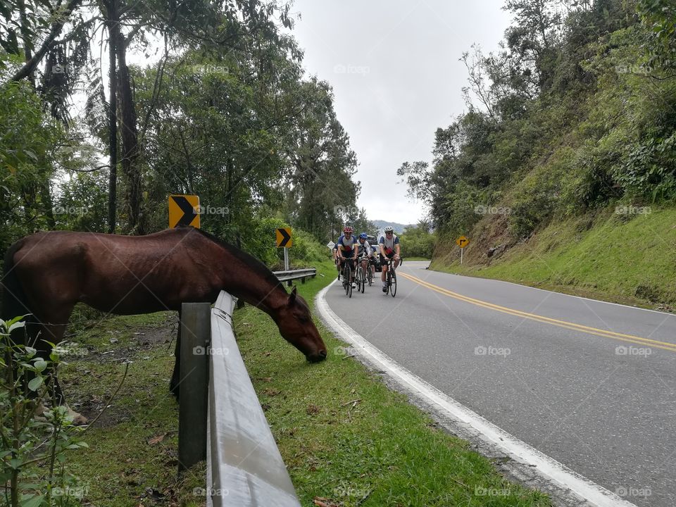 Horse: Natural or Steel?