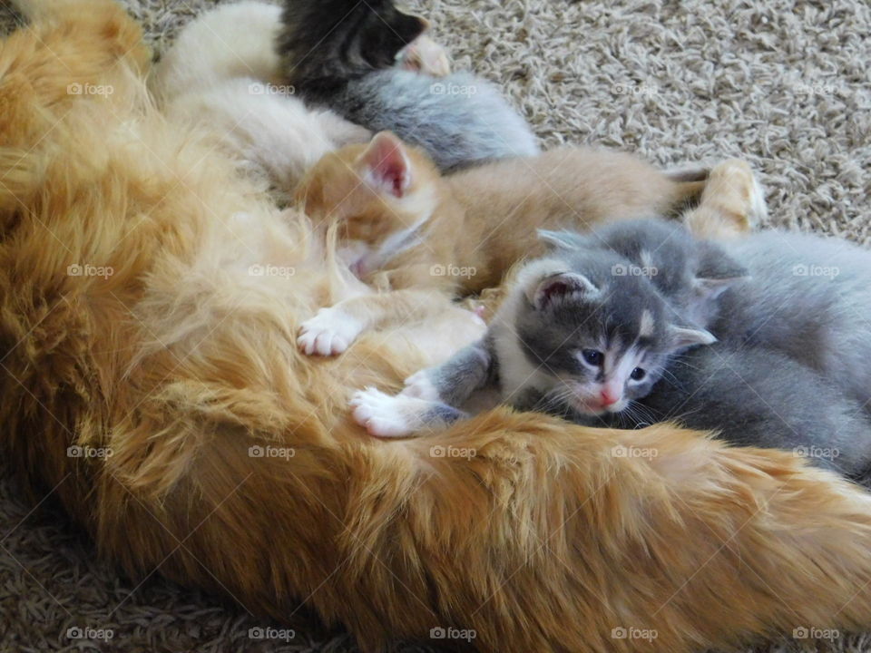 Baby kittens nursing with orange momma cat