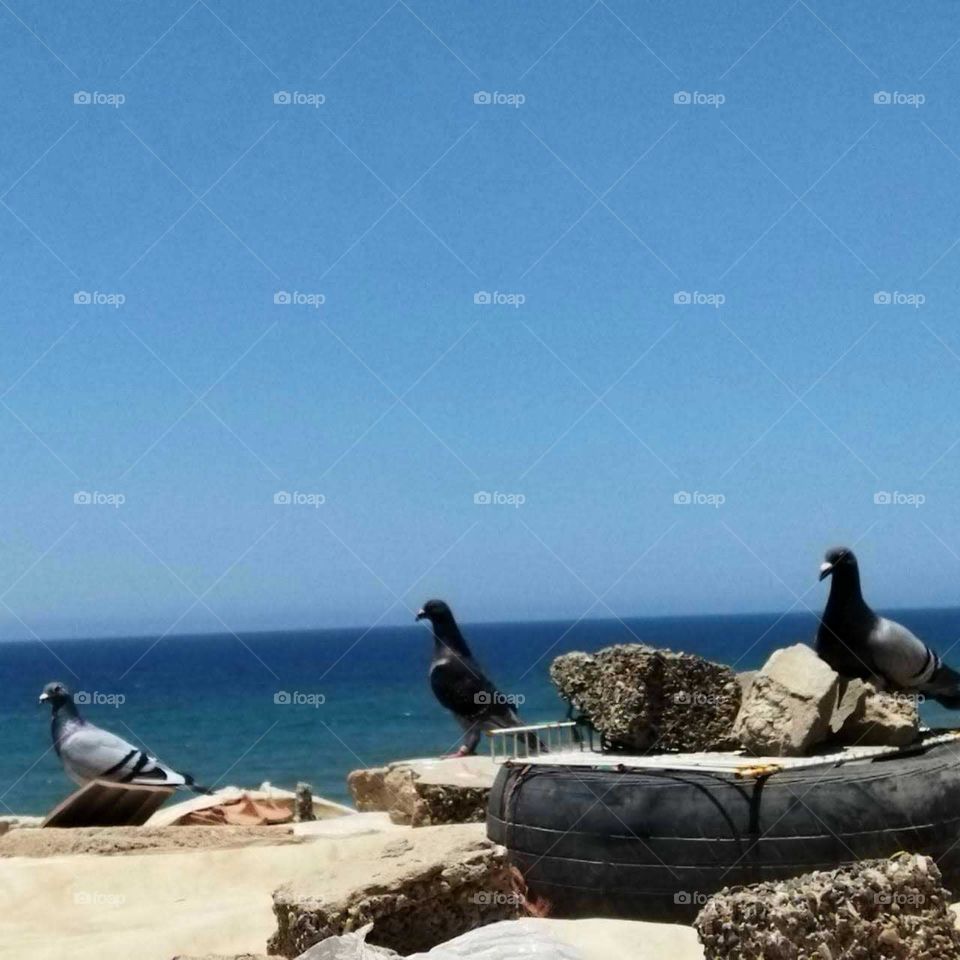 a beautiful pigeons looking at the sea.