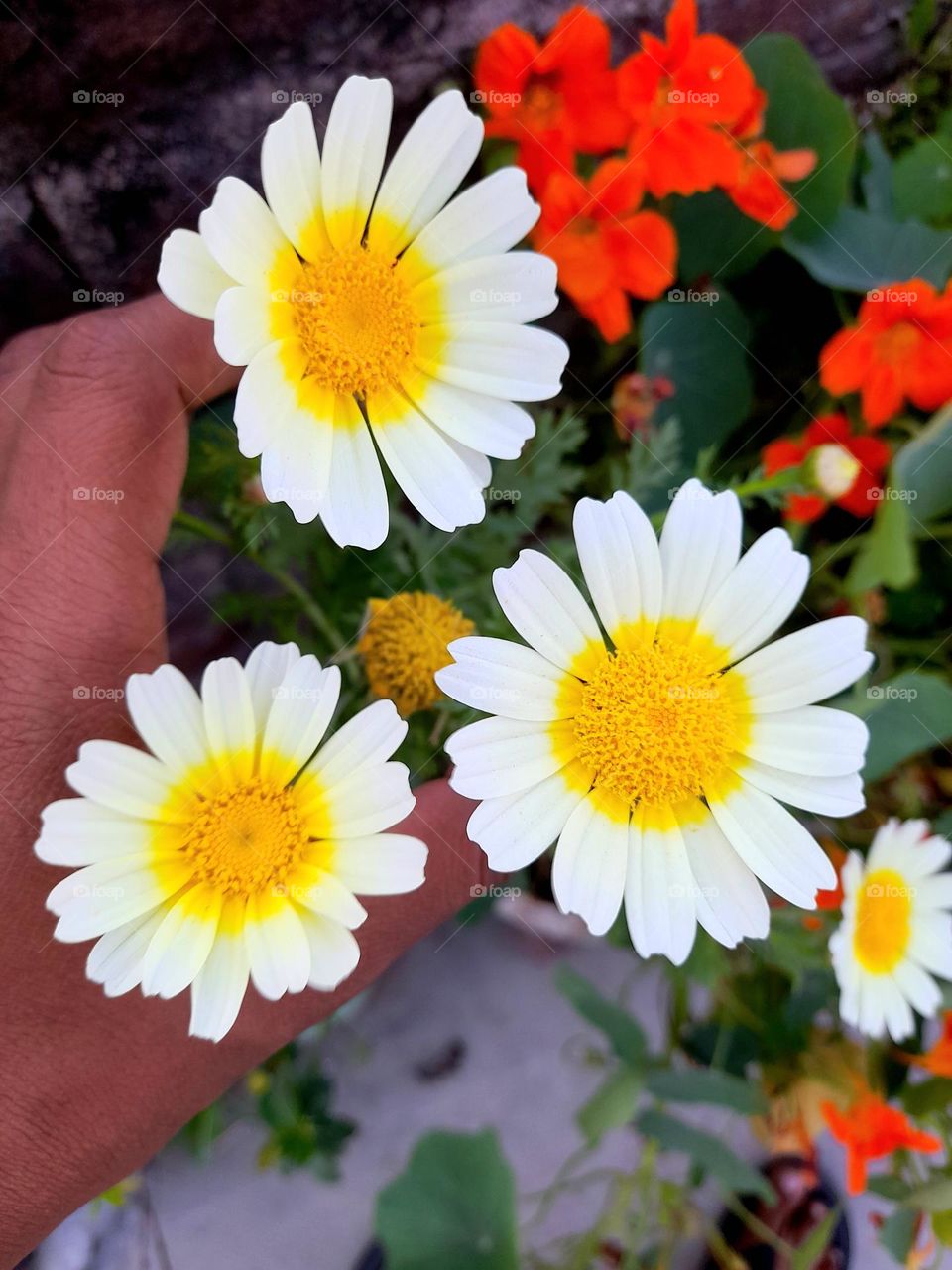 vibrant colors of mother nature.