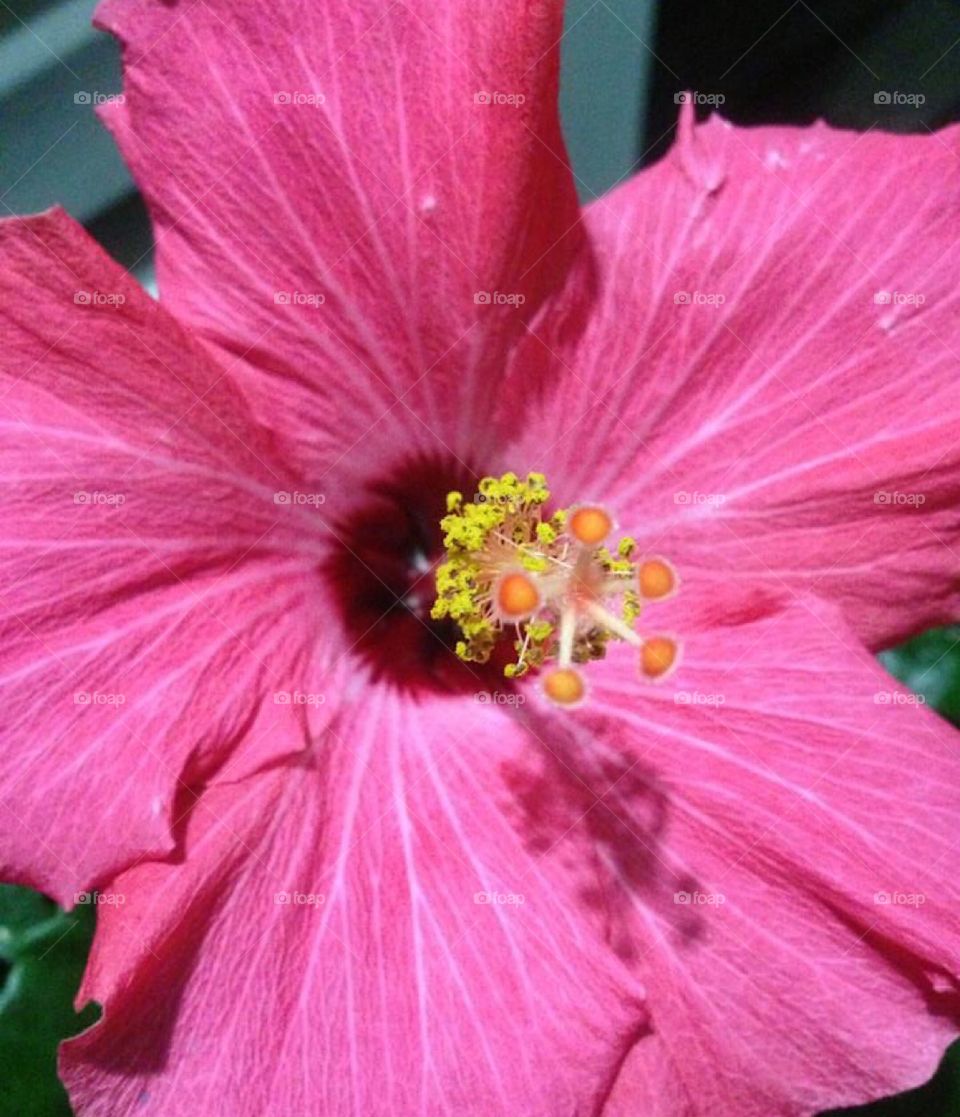 Hibiscus 