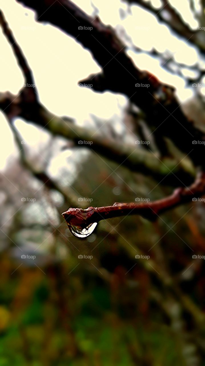 Dew Drop Droplet of water