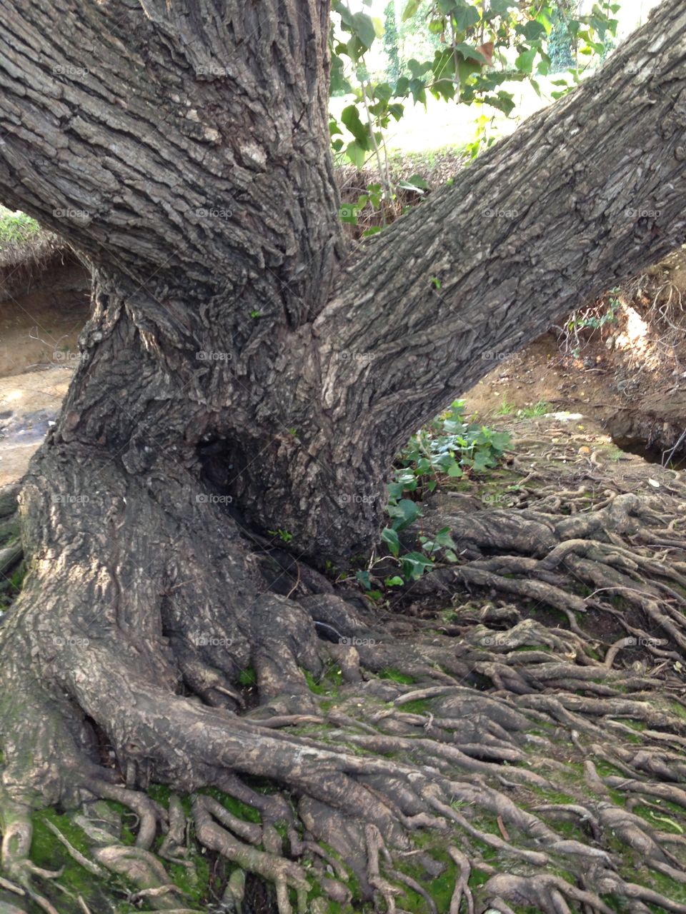 Tree  Roots