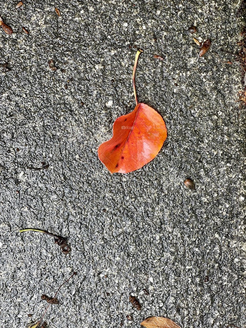 Single leaf laying on sidewalk. 