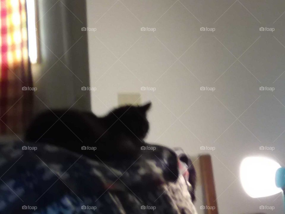 black cat chair wall white