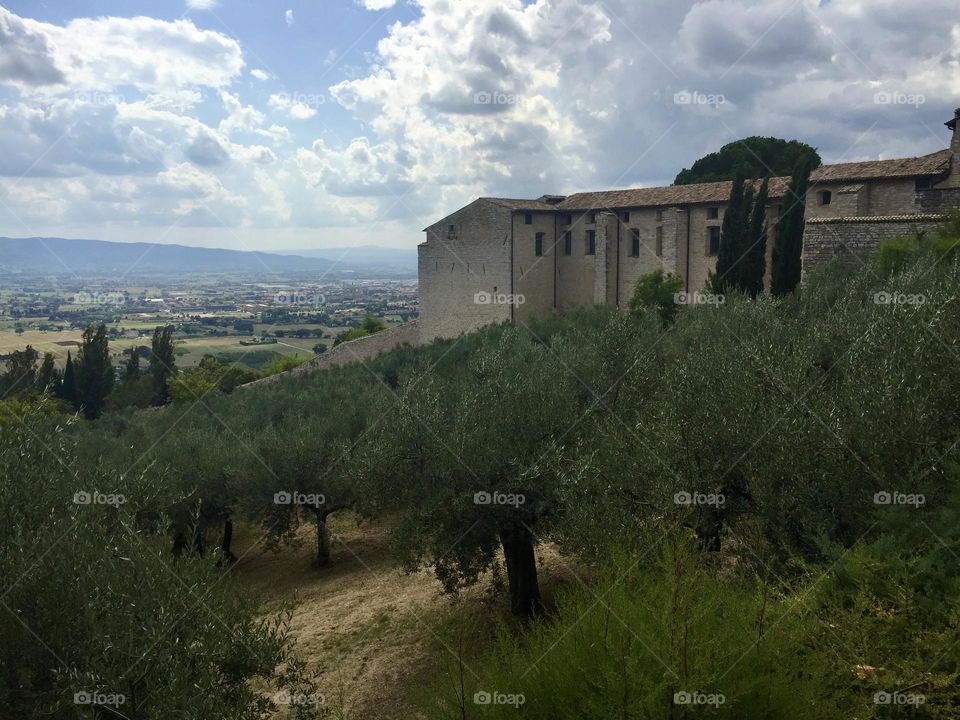 Hills olive trees plantations and old buildings in Assisi, medieval Italian village