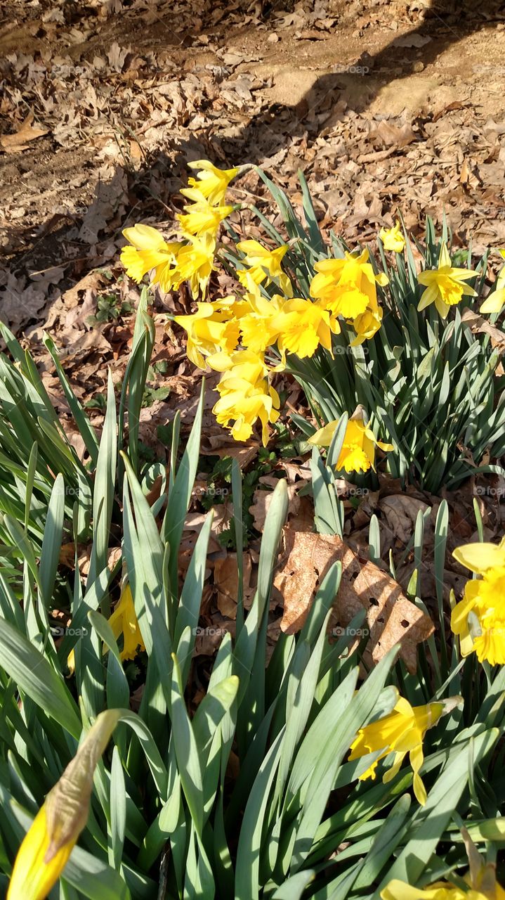 Daffodils beautiful spring time flowers that come back year after year