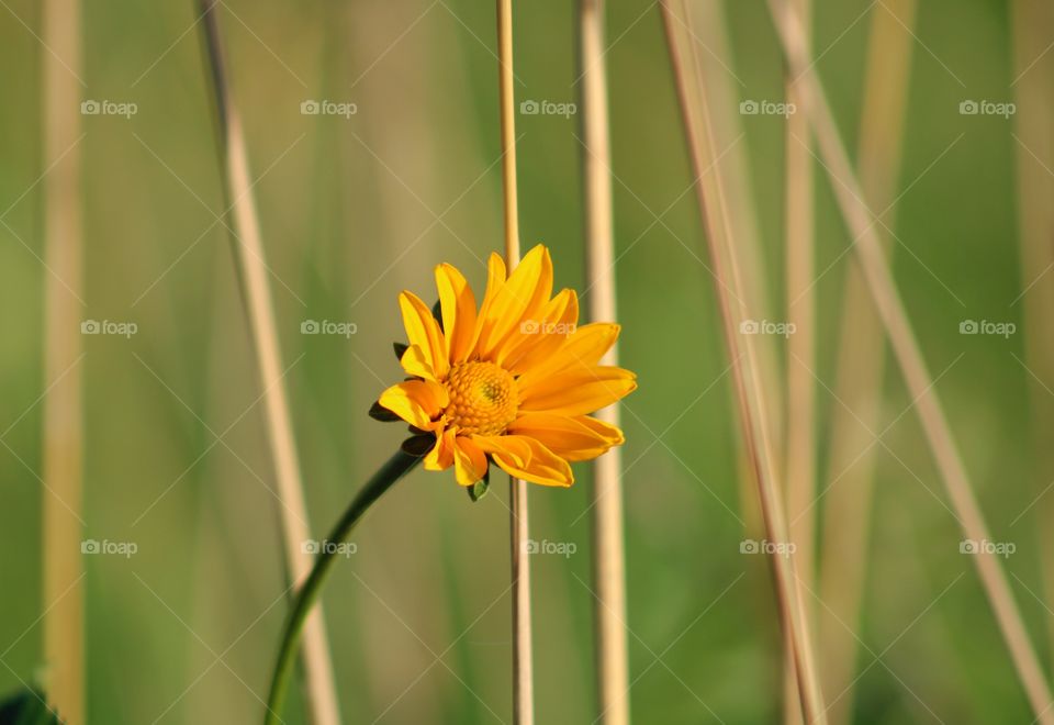 wild yellow flower