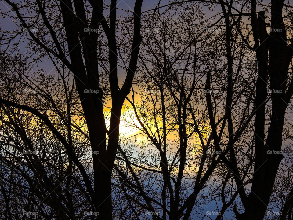 Sunlight Through The Trees