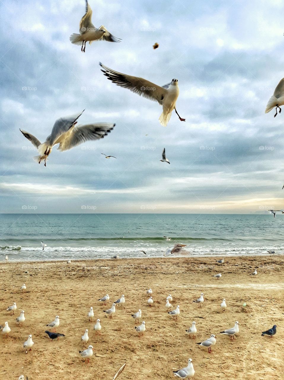 birds on the beach, sunset
