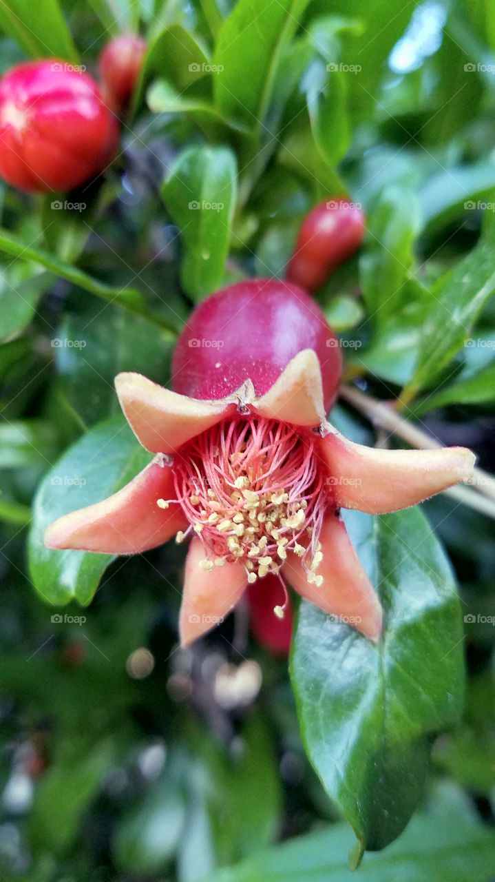 Growing pomegranate