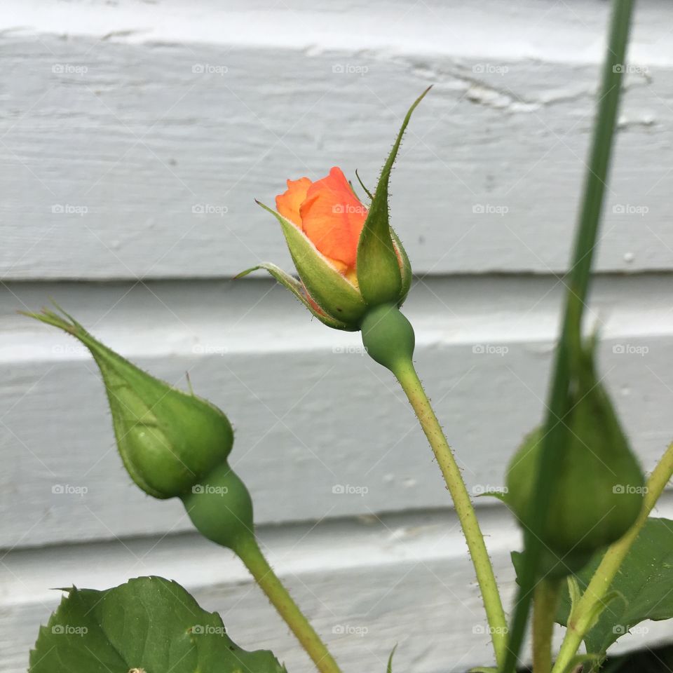 Tiny rose bud not yet opened, climbing rose.
