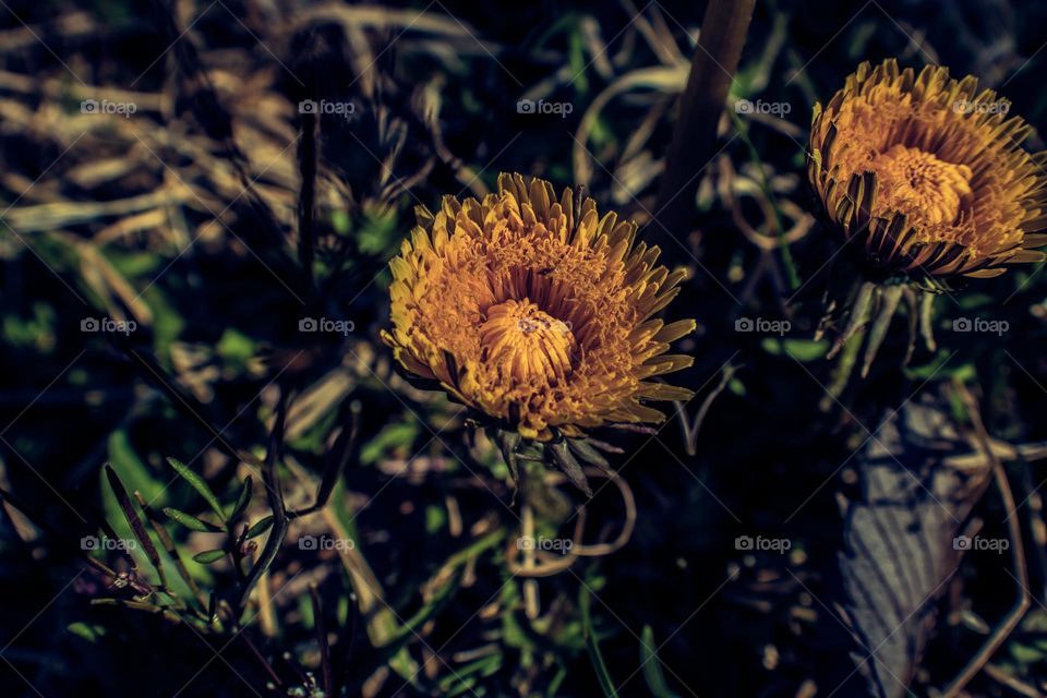 dandelions soaking up the sunlight