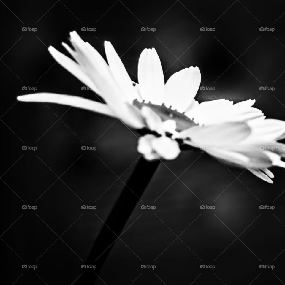 monochrome flower
