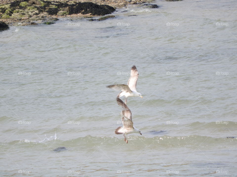 Seagulls fishing