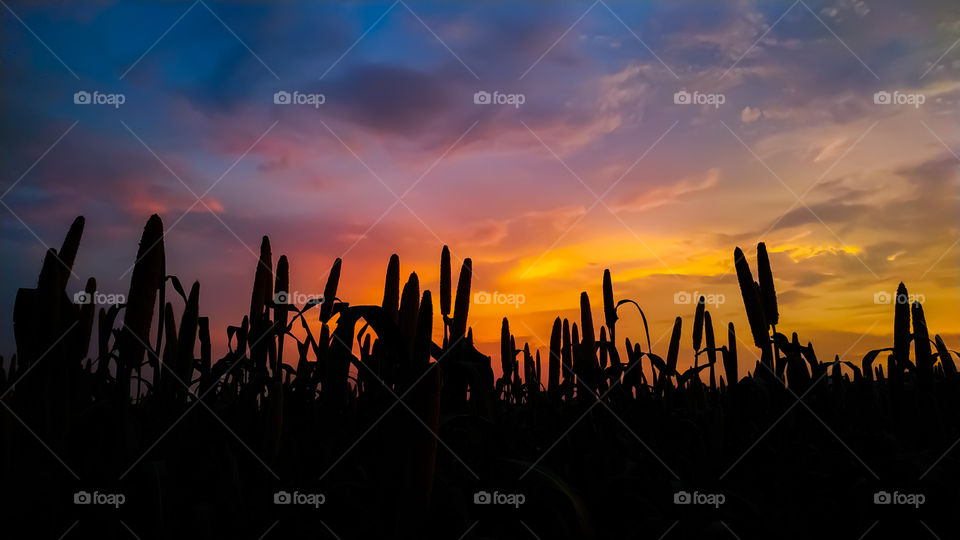 Close - Up of silhouette millet plants on field against sky during sunset