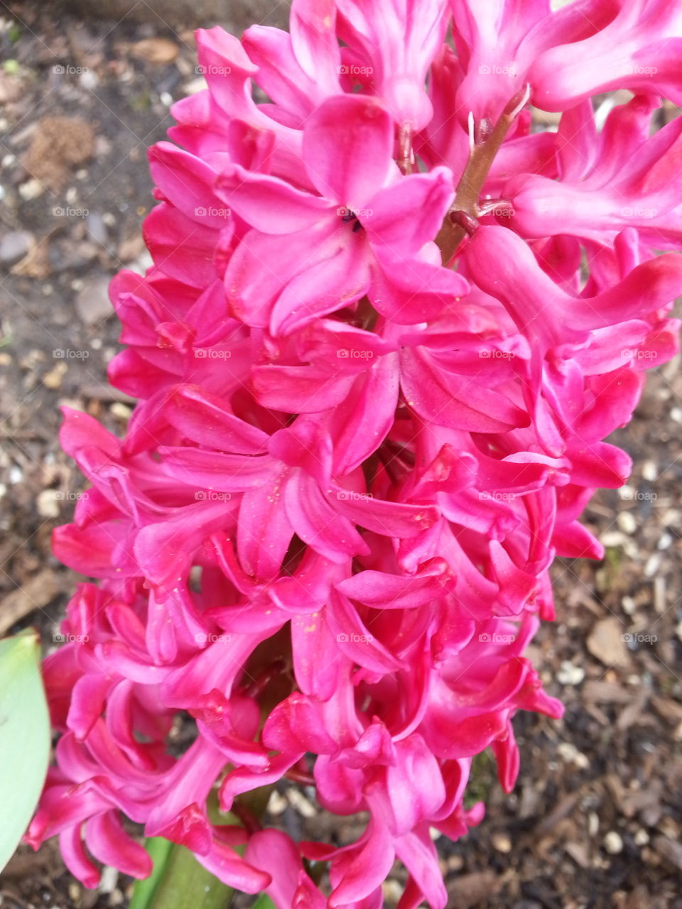 easter flowers. easter tradition