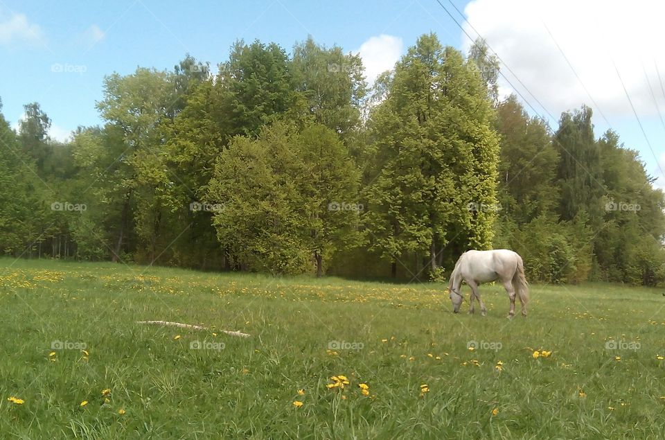 Landscape, Grass, Hayfield, Agriculture, Nature