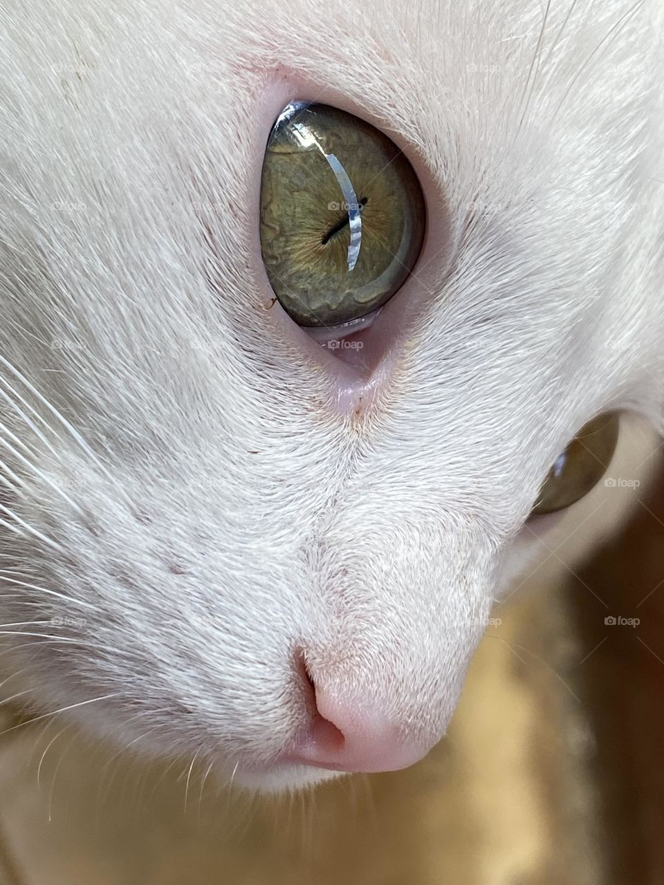 Close up on the cat’s face 