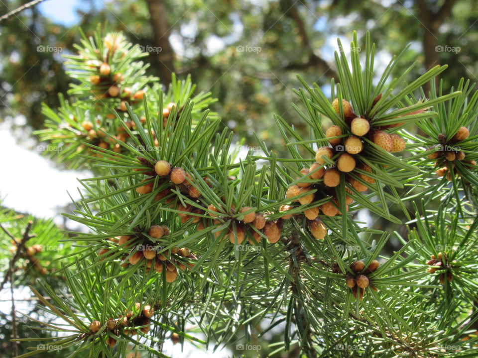 conifers gave birth to cones