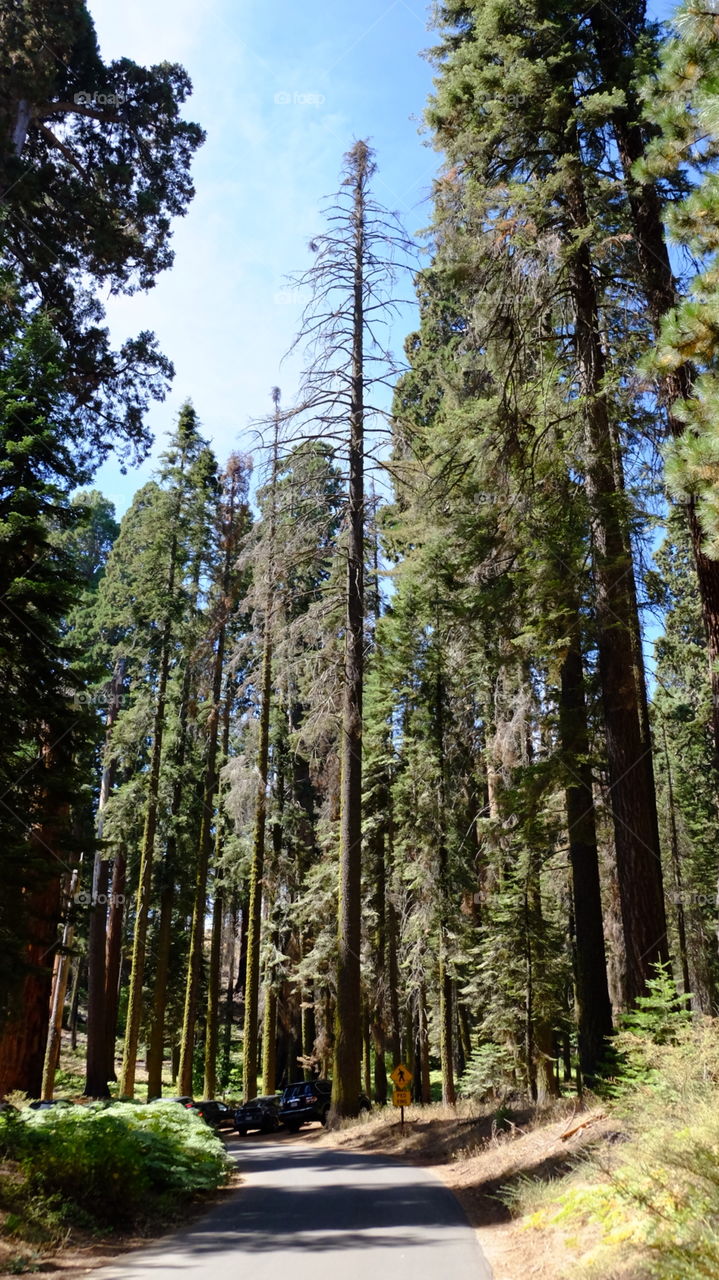 Trees at Yosemite National Park 
