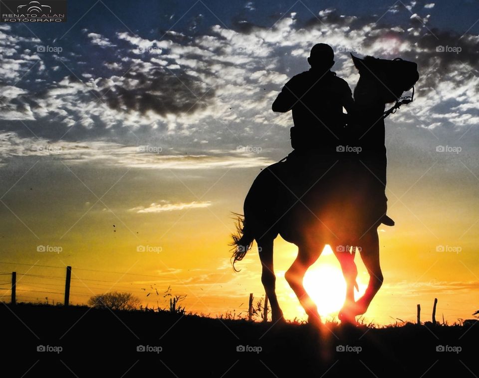 Horse and Sunset