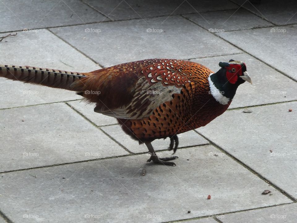 Pleasant Pheasant 