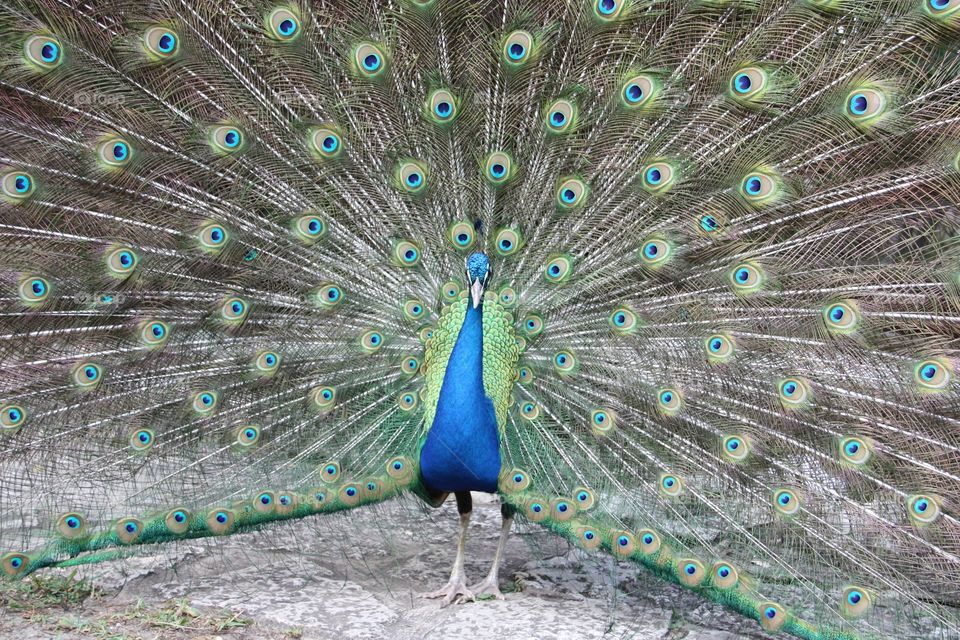 Beauty of a peacock